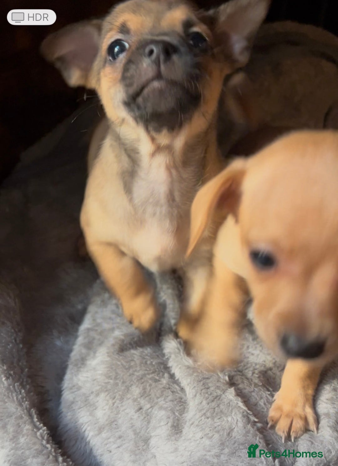 Mixed Breed dogs for sale: Beautiful jackchi puppies  - Advert 9