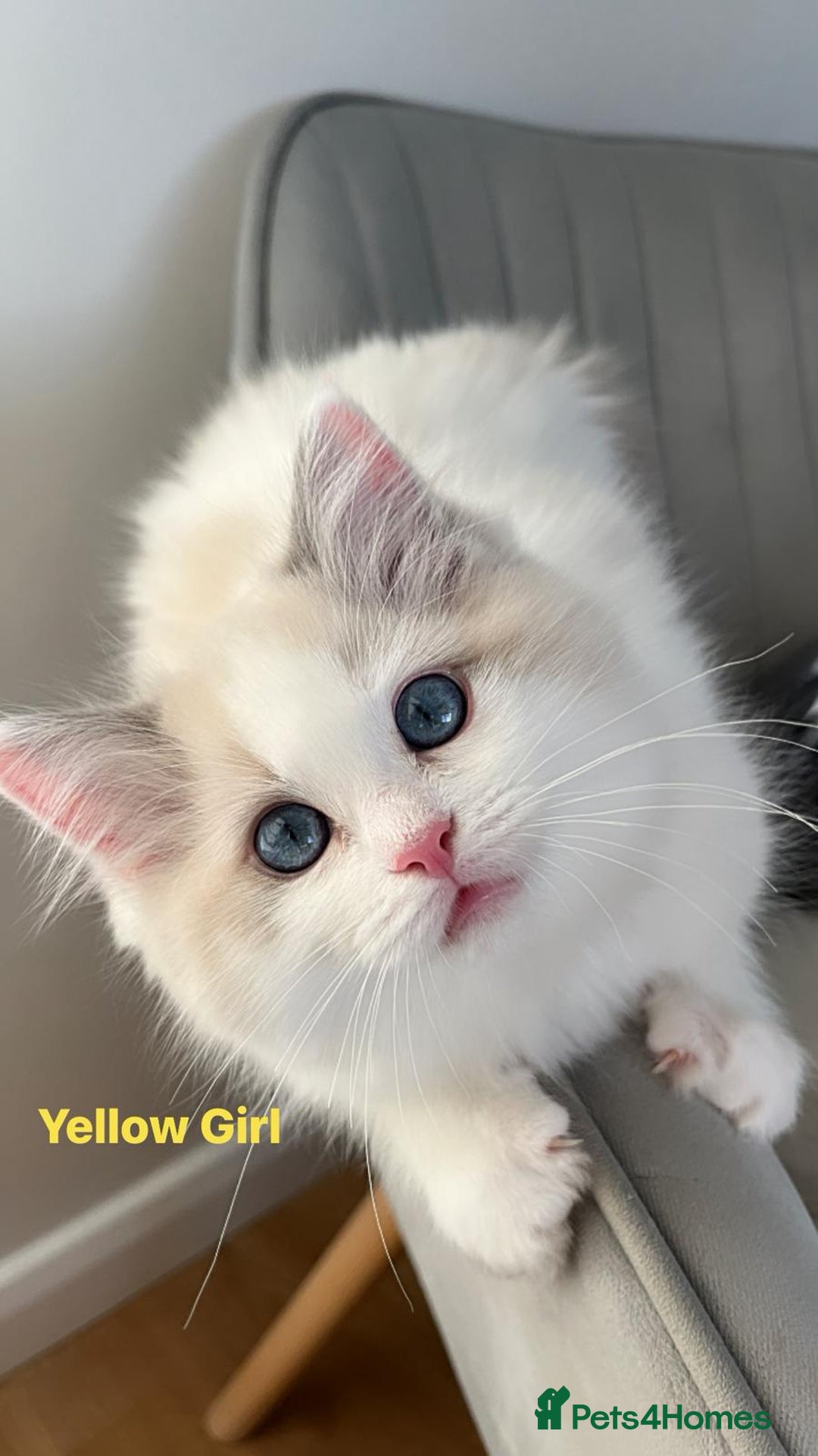 Ragdoll cats for sale: Beautiful Bi Colour Ragdoll - Image 13