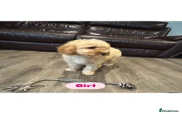 Cavapoo dogs for sale: Adorable Cavapoos ready for their new families 🐾 - Image 14