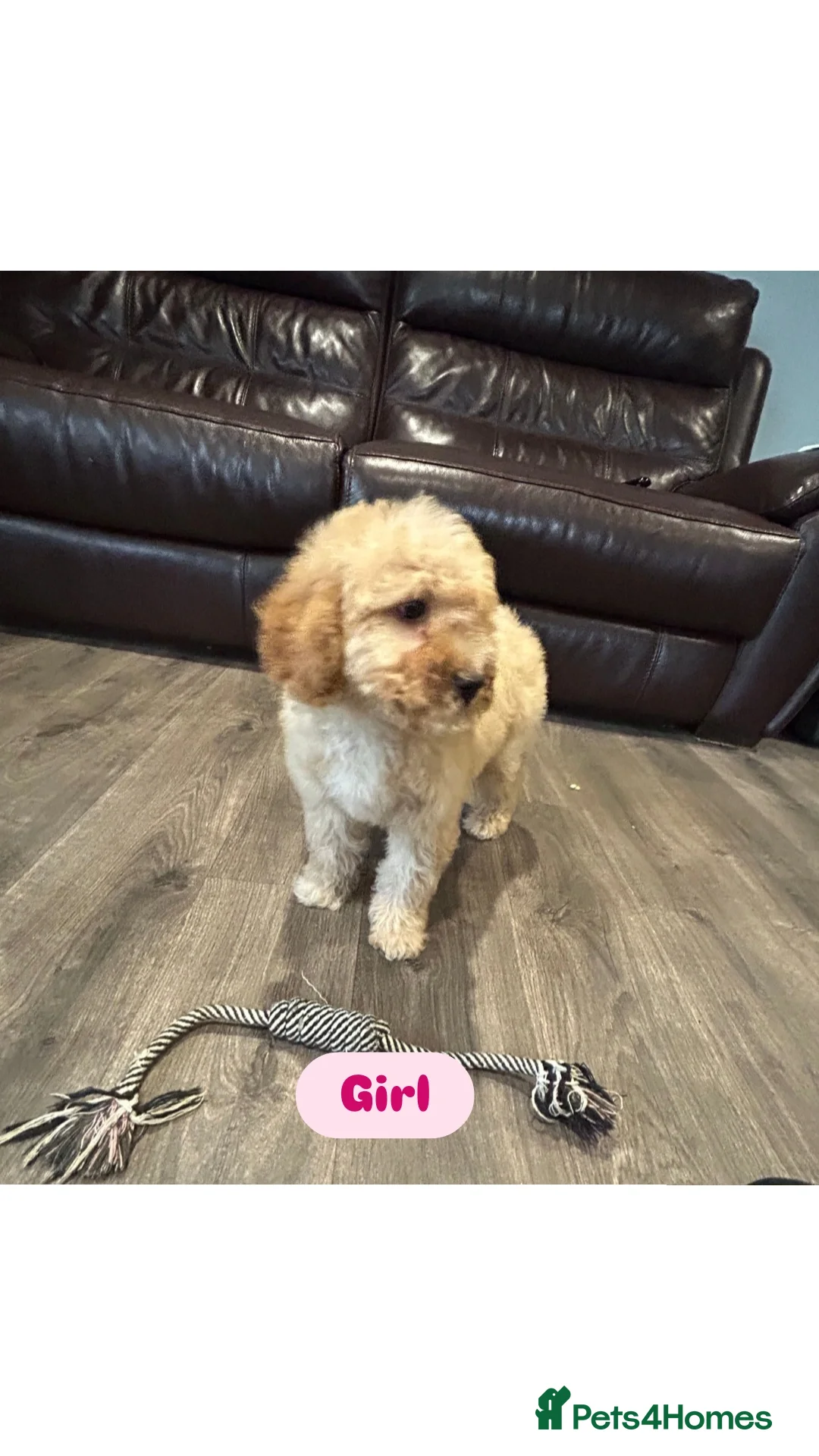 Cavapoo dogs for sale: Adorable Cavapoos ready for their new families 🐾 - Image 14