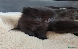Bombay cats for sale: Kittens  - Image 5