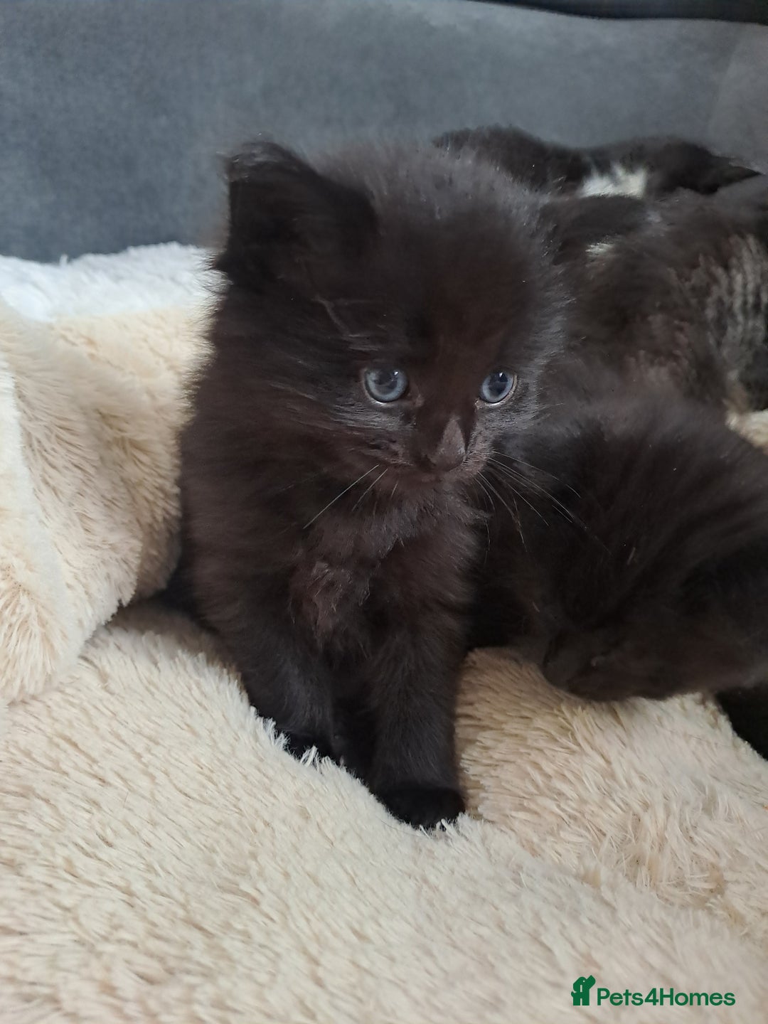 Bombay cats for sale: Kittens  - Image 5