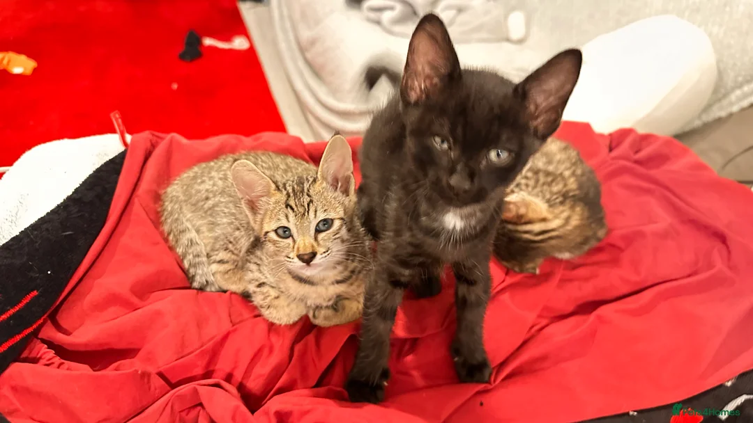 Savannah cats for sale: Stunning F3 Savannahs Last spotted girl - Advert 20