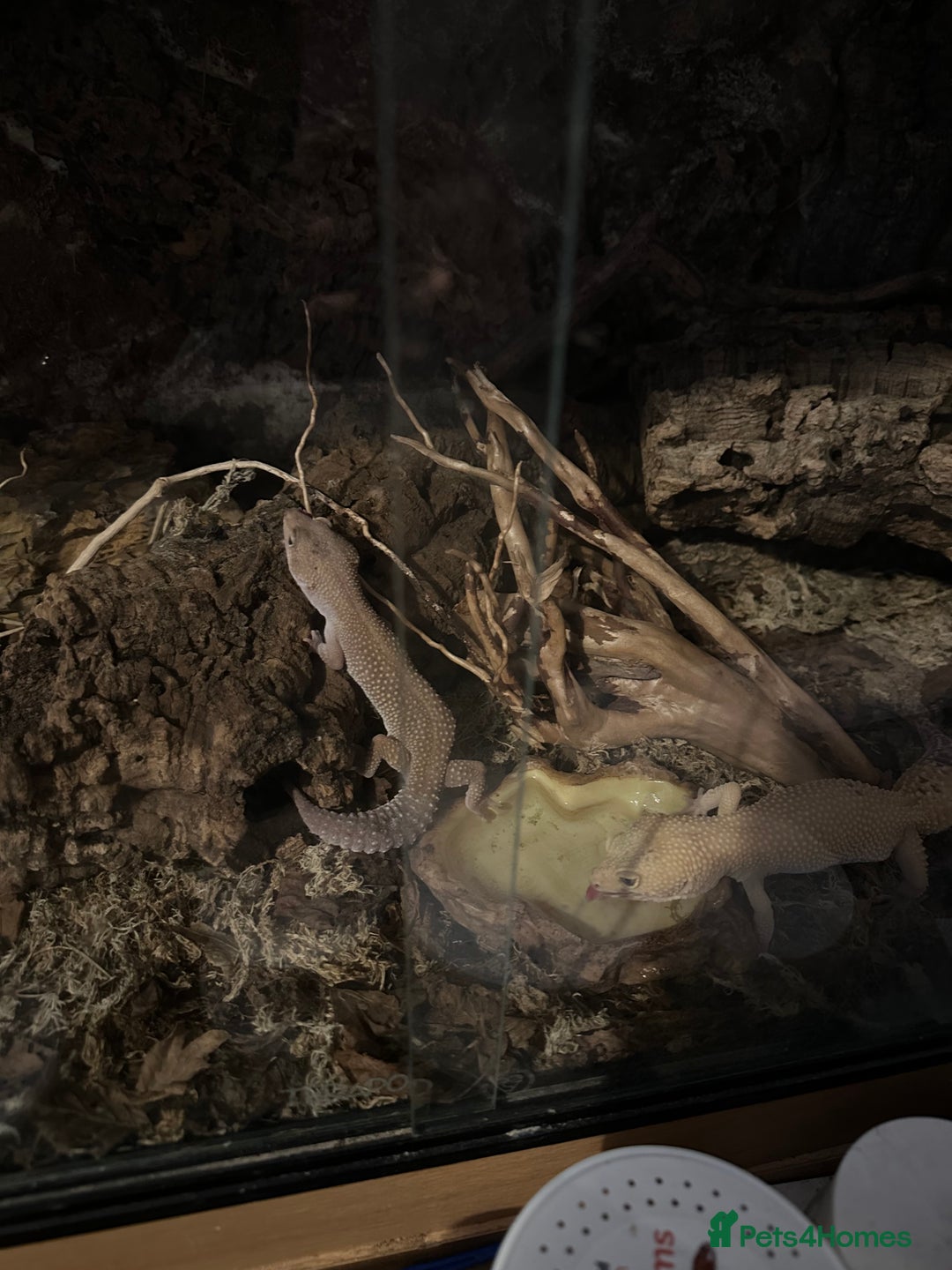 Leopard Gecko reptiles for sale: 2 leopard geckos and vivarium for sale  - Image 11