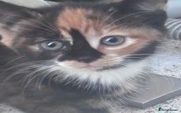 Mixed Breed cats for sale: cute kittens  - Image 9