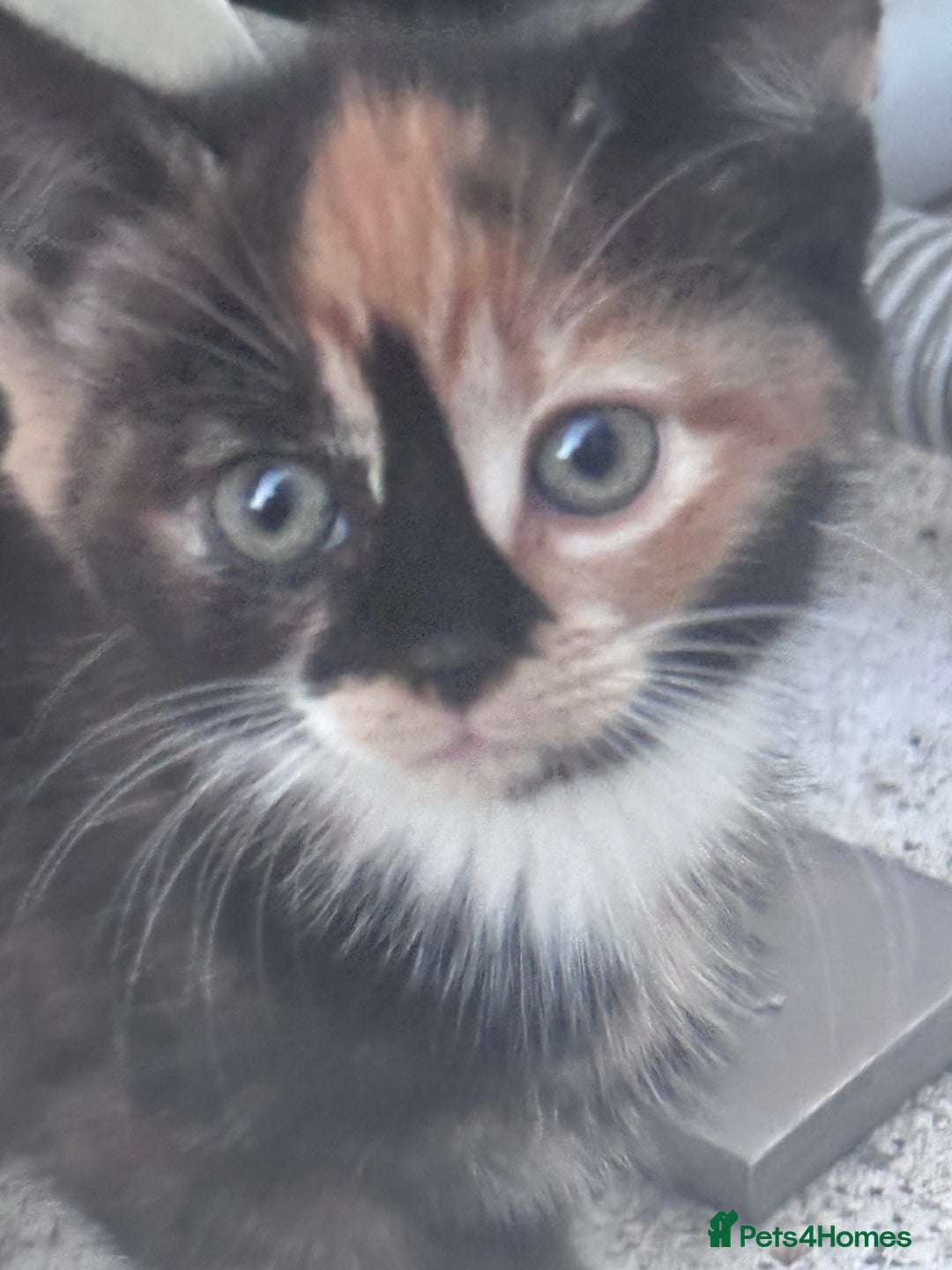 Mixed Breed cats for sale: cute kittens  - Image 9