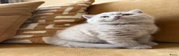 British Shorthair cats for sale: Best Quality Clasic BSH LILAC KITTENS - Advert 13