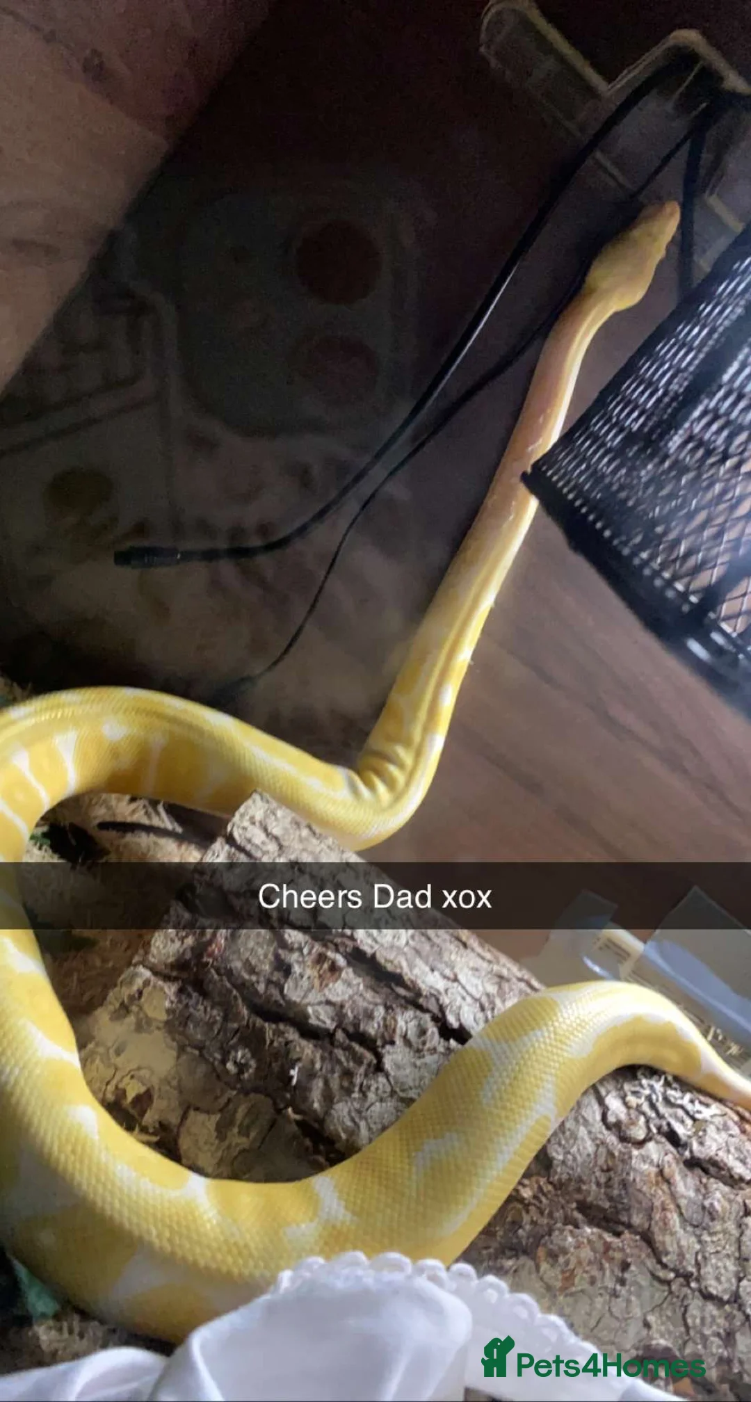 Python Snake reptiles for sale: Albino Python Snake in Egham - Advert 2