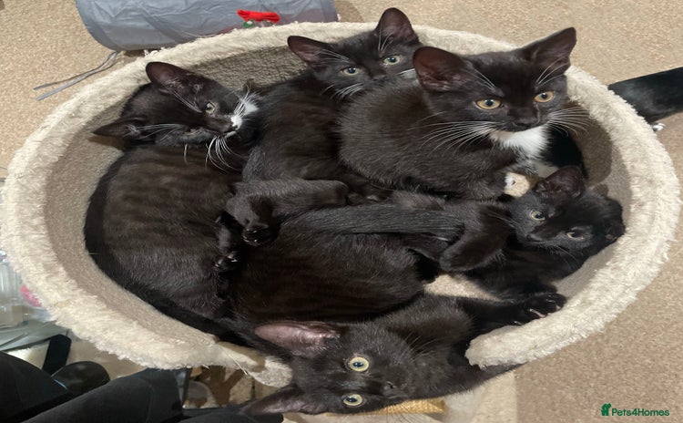 Domestic Shorthair cats - Advert 6