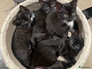 Domestic Shorthair cats Gorgeous Tuxedo x Tabby Kittens Available - Advert 8