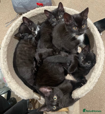 Domestic Shorthair cats - Advert 6