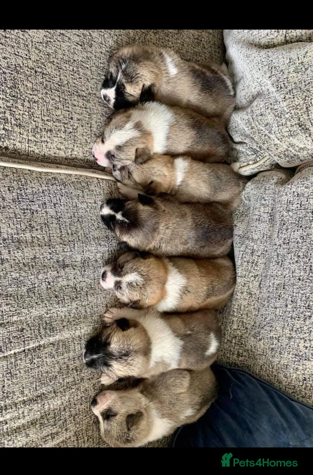 Akita dogs for stud: Akita for stud in Clitheroe - Advert 5