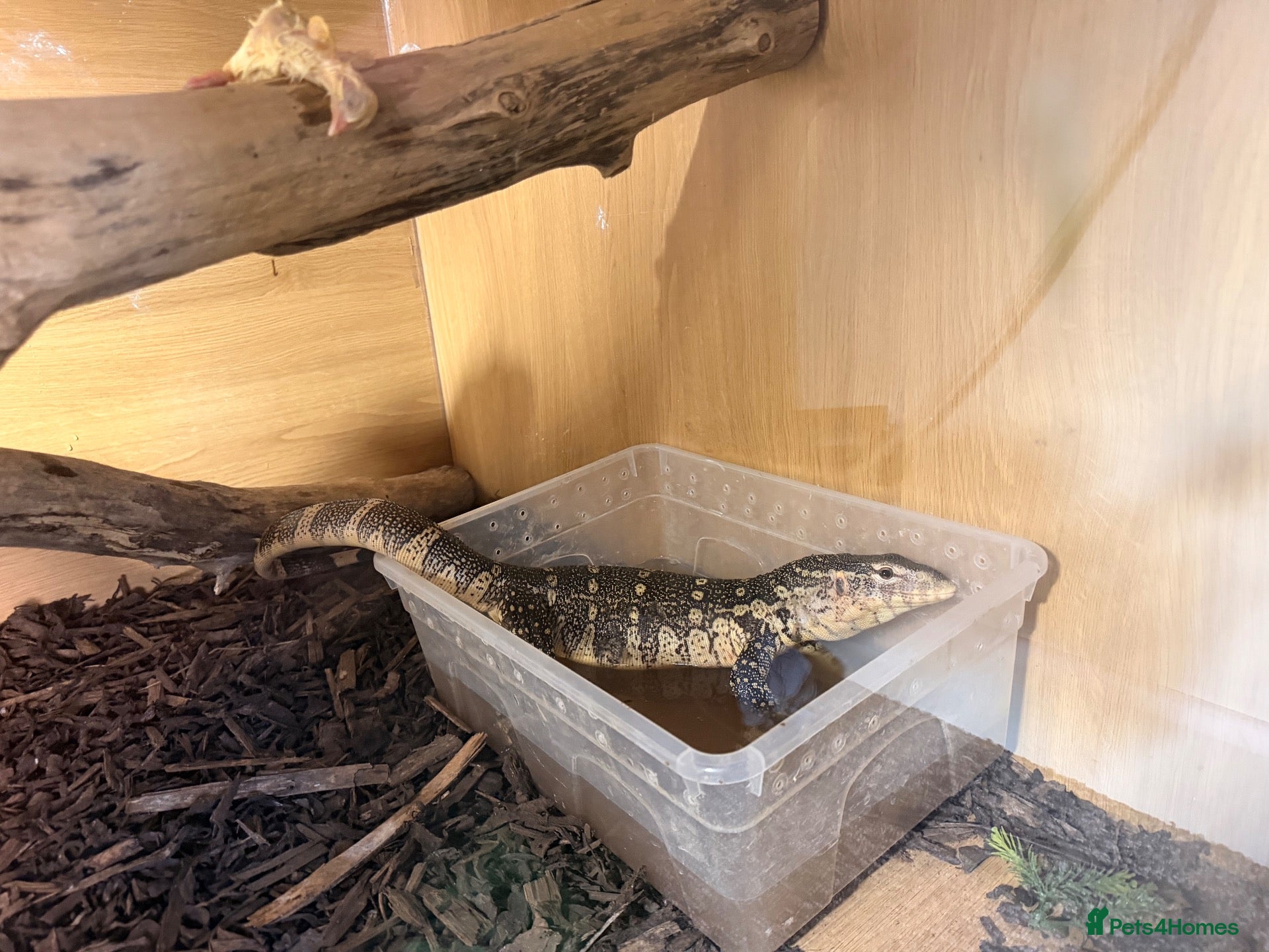 Monitor reptiles Nile monitor 8 months old  - Advert 2