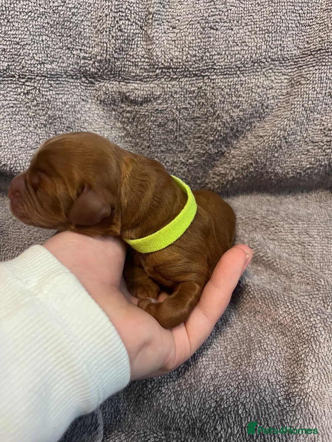 Cockapoo dogs for sale: STUNNING FOX RED WITH WHITE MARKINGS HEALTH TESTED - Image 7