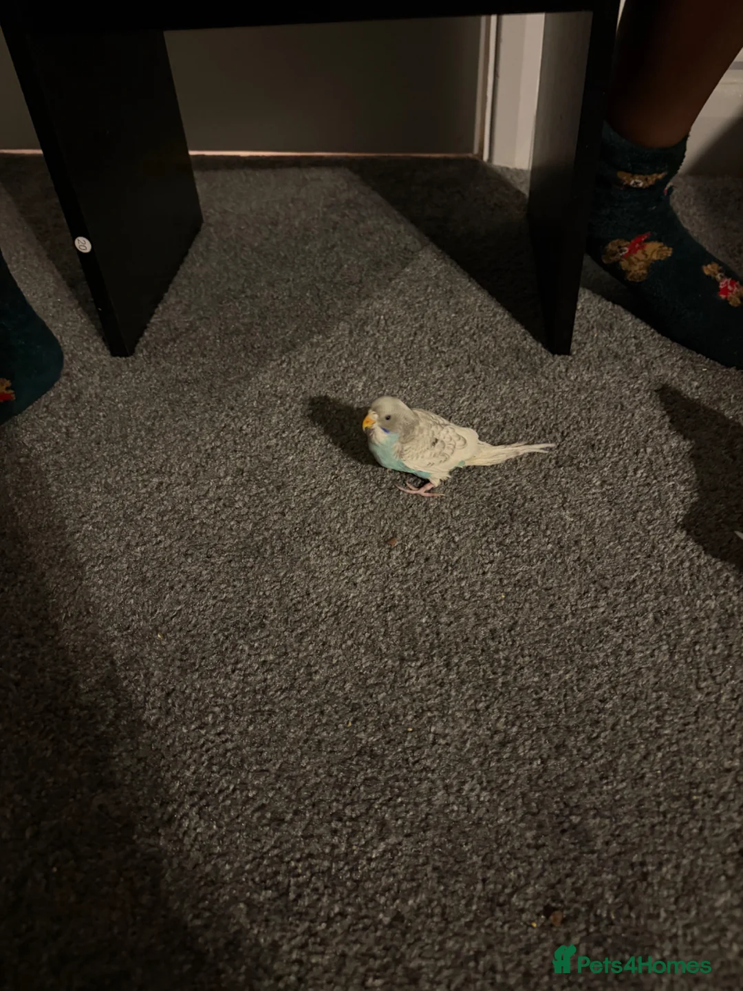 Budgerigars birds for sale: Baby budgie in Dagenham - Advert 4