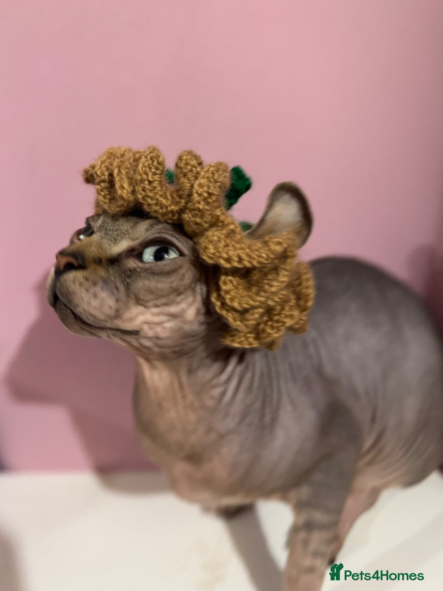 Sphynx cats Elf Sphynx Boy  - Advert 5