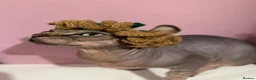 Sphynx cats for sale: Canadian Sphynx Elf  - Advert 1