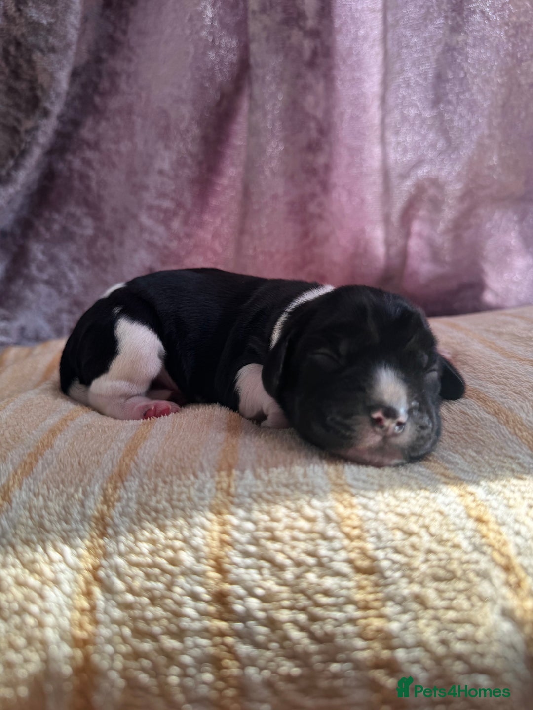 Cocker Spaniel dogs for sale: Show cocker spaniel puppies  - Advert 16