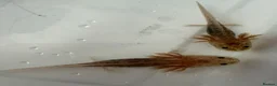 Axolotl reptiles for sale: Axolotl - Advert 6