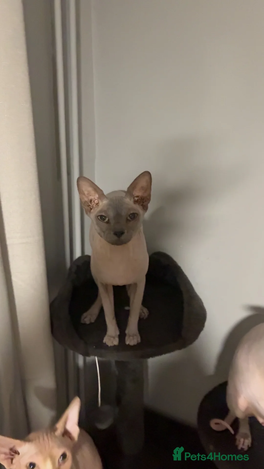 Sphynx cats for sale: Sphynx male  - Advert 2