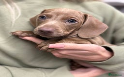 Miniature Dachshund dogs for sale: Friendly& Family -Oriented - Image 4