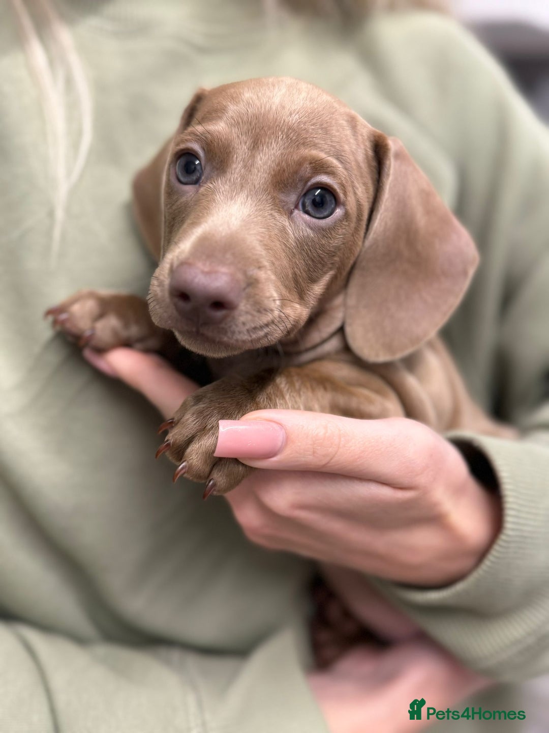 Miniature Dachshund dogs for sale: Friendly& Family -Oriented - Image 4