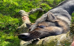 German Shepherd dogs for stud: Midas, straight back strong GSD - Image 5