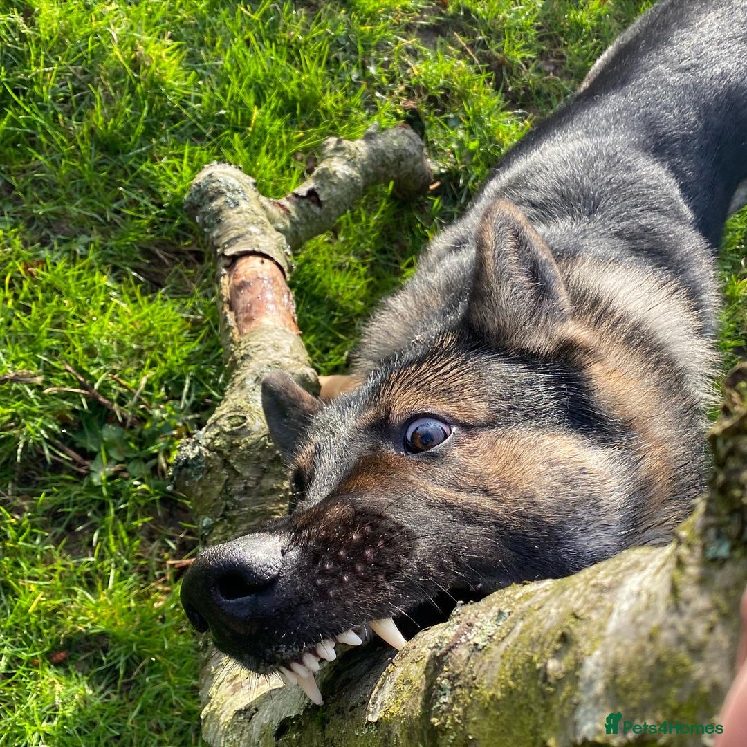 German Shepherd dogs for stud: Midas, straight back strong GSD - Image 5