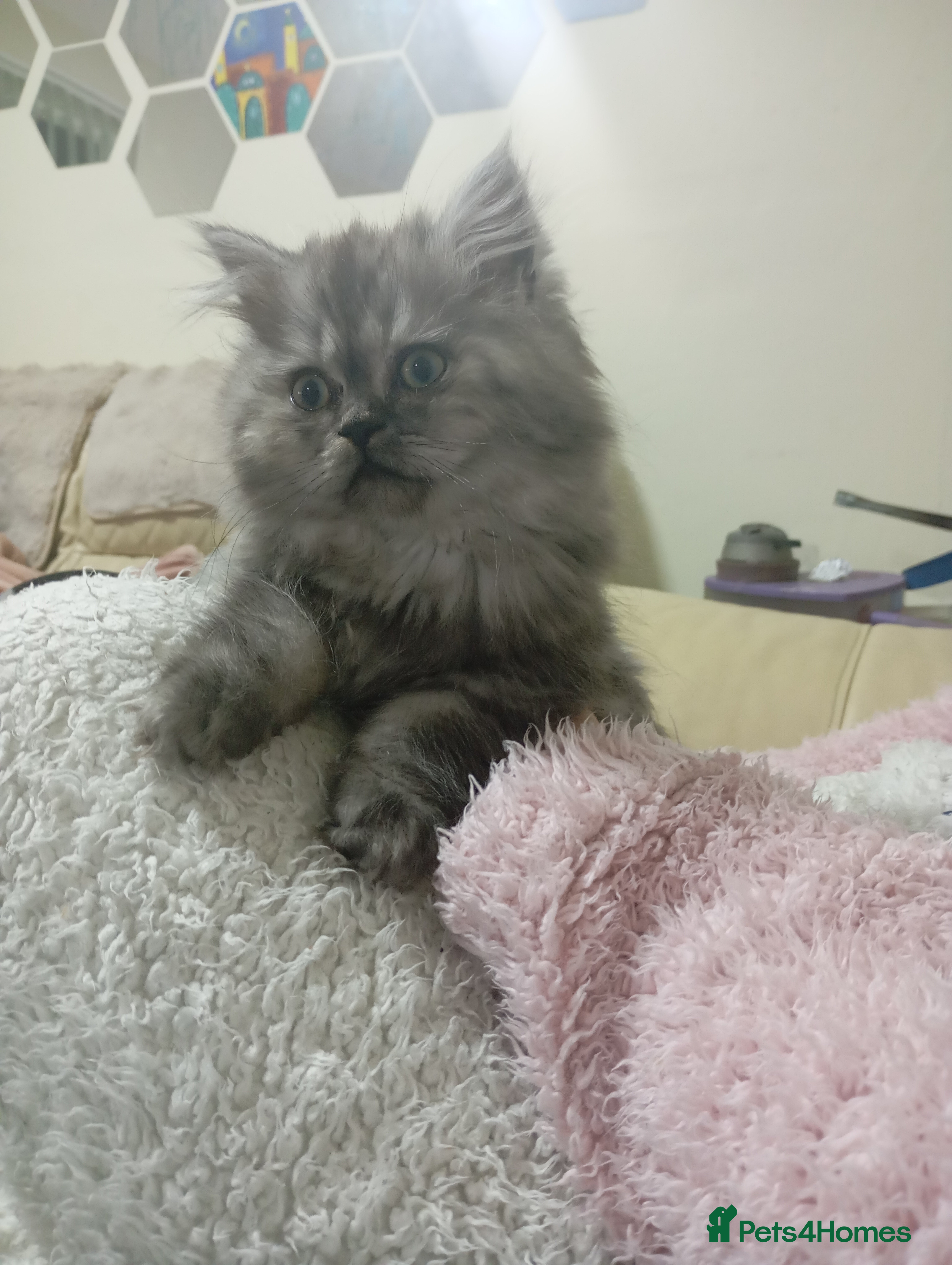 Persian cats Grey Persian Female Kitten  - Advert 5
