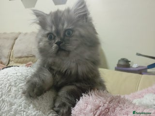 Persian cats Grey Persian Female Kitten - Advert 1