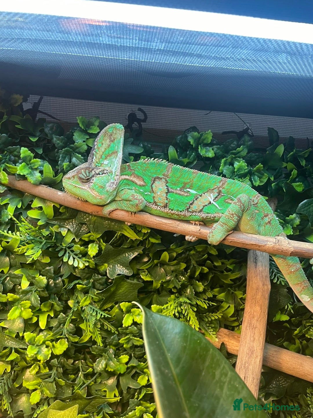 Chameleon reptiles for sale: Veiled chameleon with full set up - Image 4