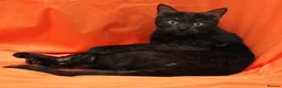 Bengal cats for sale: Retired bengal black smoke  - Advert 5
