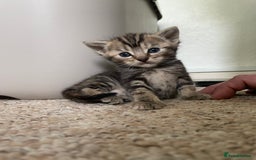 Munchkin cats for sale: Munchkin kittens for sale - Image 6