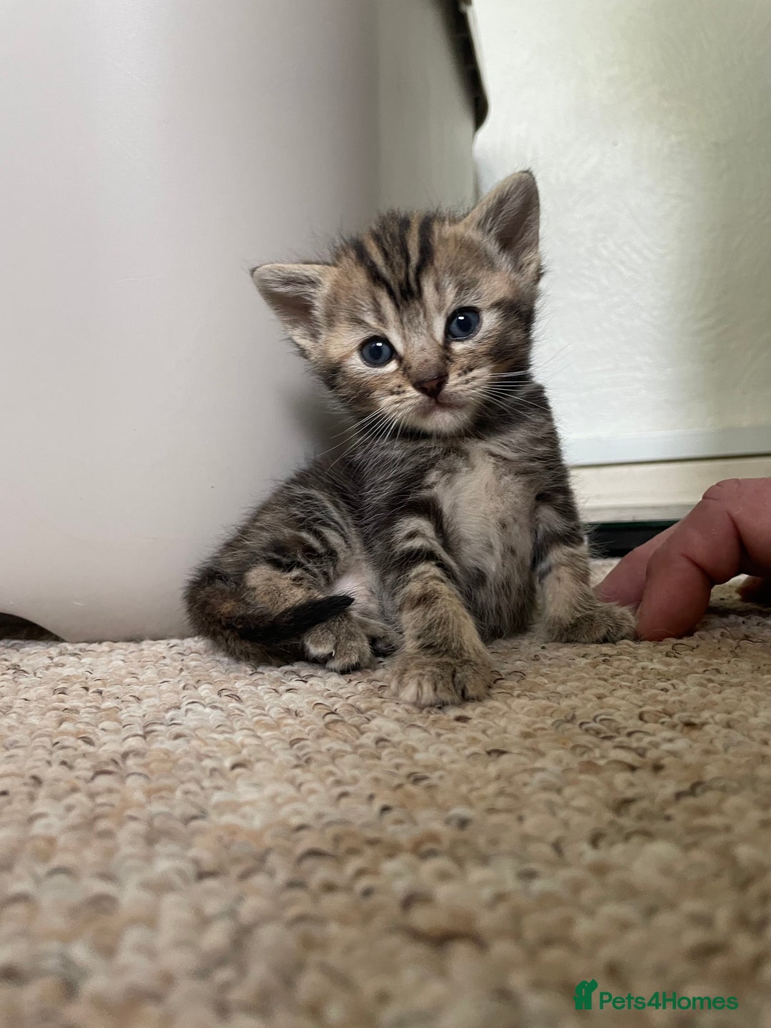 Munchkin cats for sale: Munchkin kittens for sale - Image 6