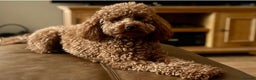 Cavapoo dogs for sale: Toy Cavapoo F1B - 4 girls & 3 boys - Advert 9