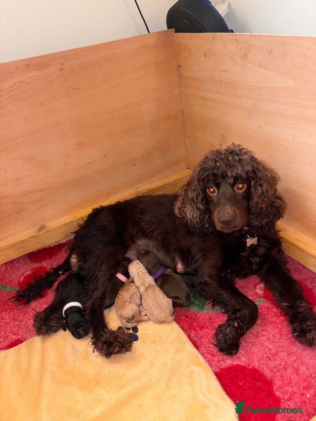Cocker Spaniel dogs for sale: Beautiful Cocker Spaniel Puppy’s  - Advert 1