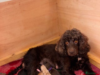 Cocker Spaniel dogs Beautiful Cocker Spaniel Puppy’s - Advert 16