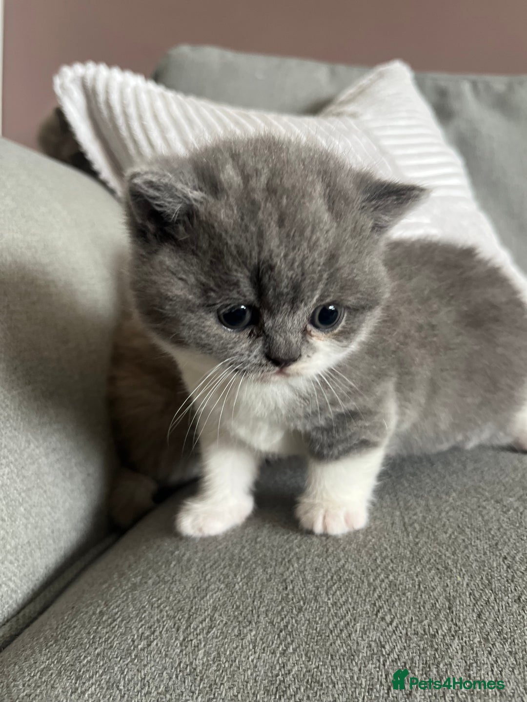 British Shorthair cats for sale: BSH grey/white fluffy female kitten  - Image 11