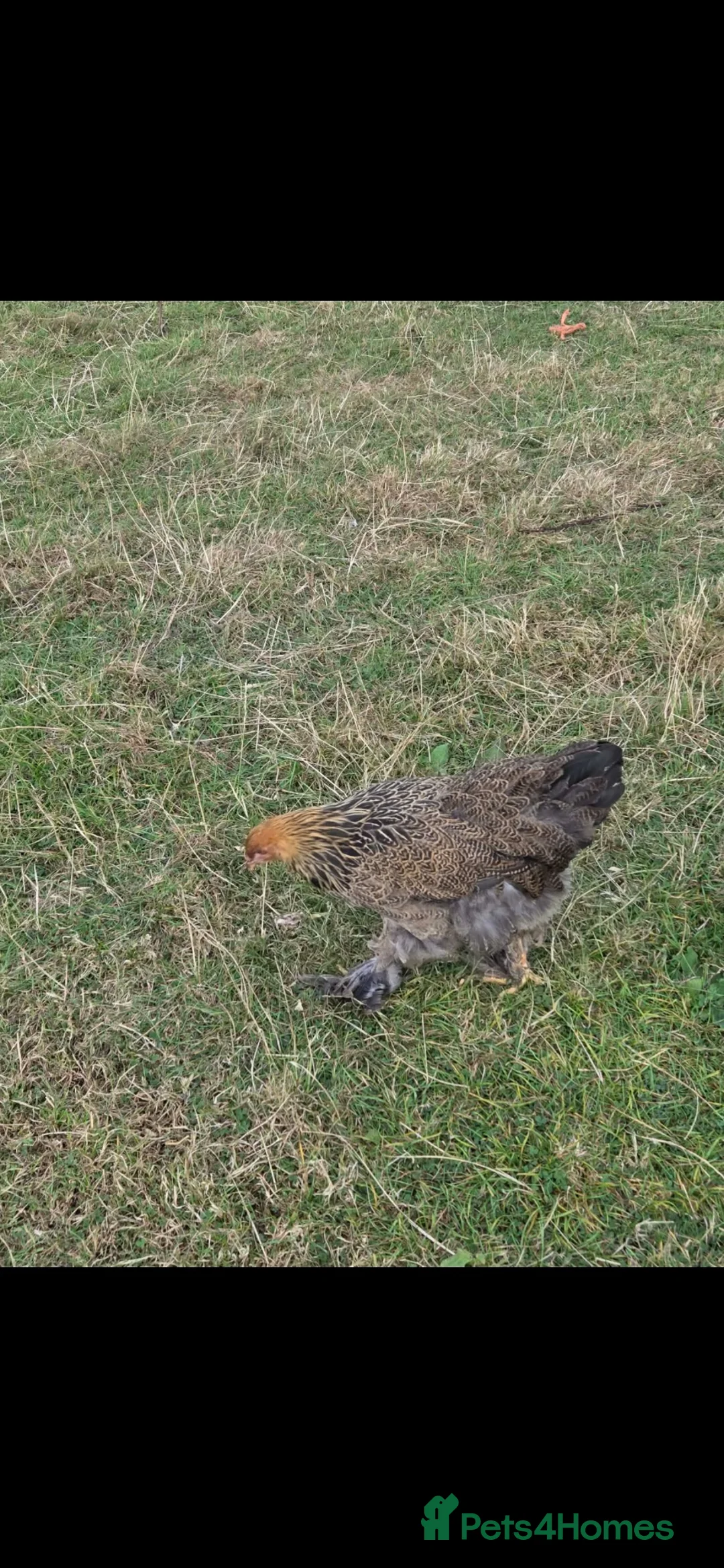 Chickens poultry for sale: Brahma pair - Advert 2