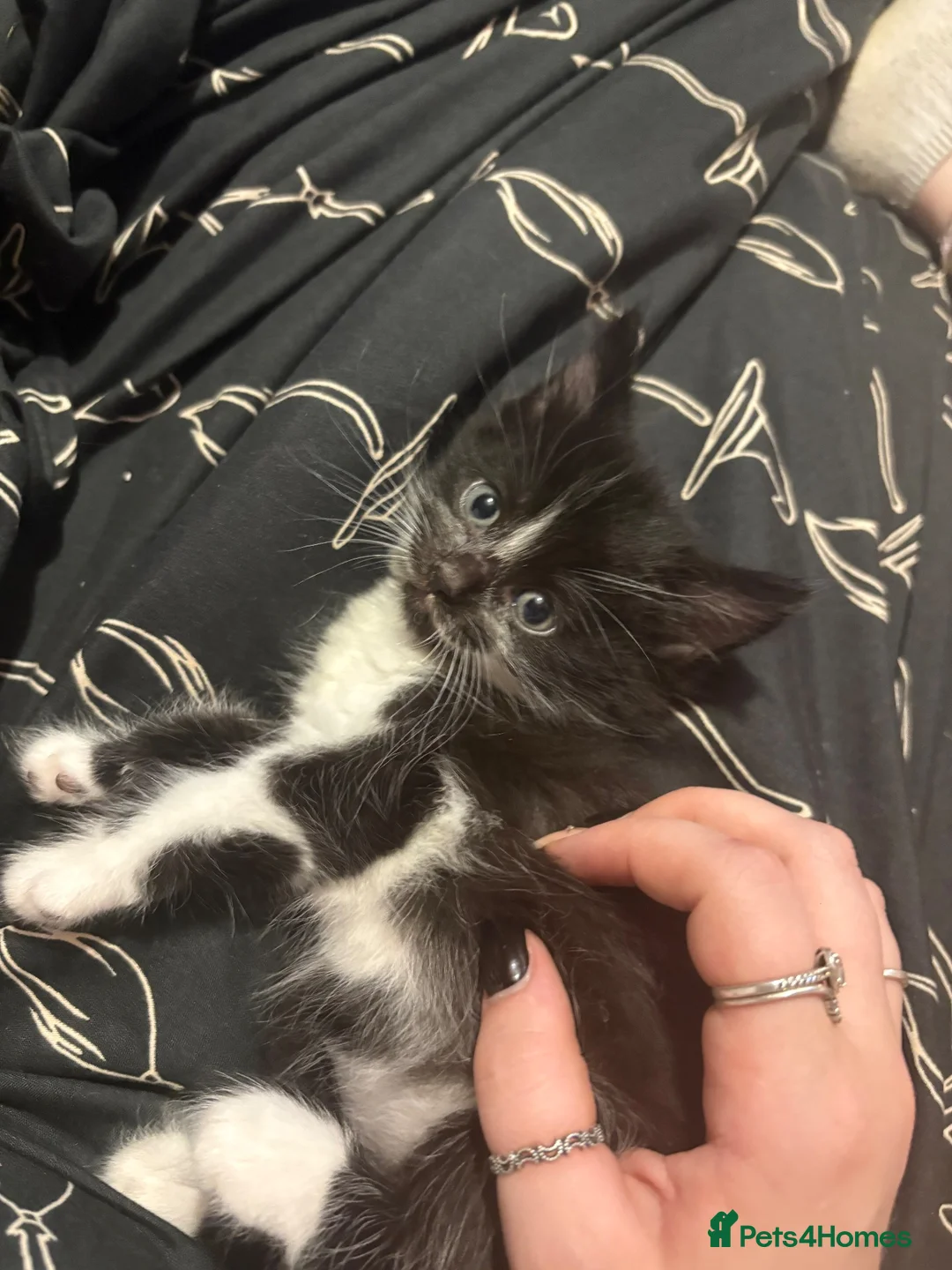 Mixed Breed cats for sale: Two british shorthair girls  - Advert 2