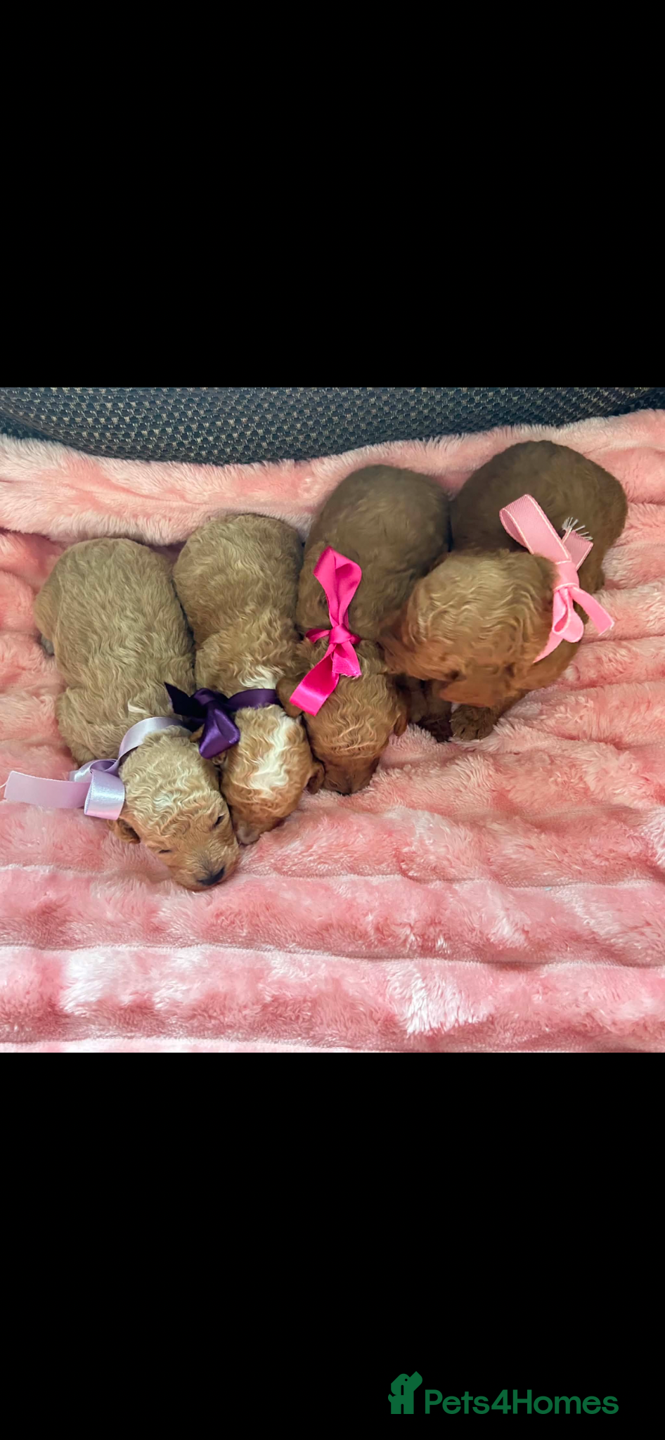 Miniature Poodle dogs for sale: ⭐️⭐️ stunning miniature poodle puppies ⭐️⭐️ - Advert 4