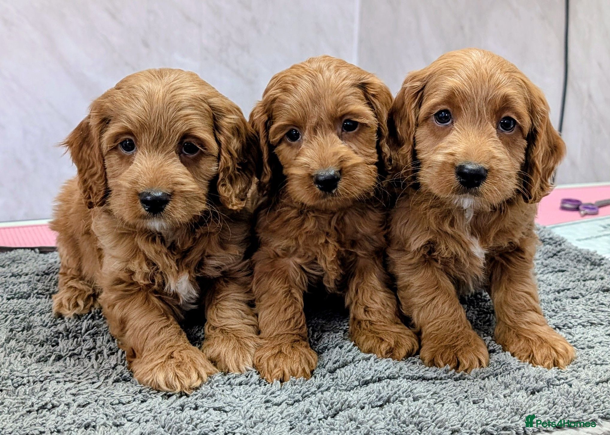 Cockapoo dogs Licensed breeder, health tested F1 cockapoo pups - Advert 2