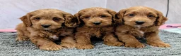 Cockapoo dogs for sale: Licensed breeder, health tested F1 cockapoo pups - Advert 1