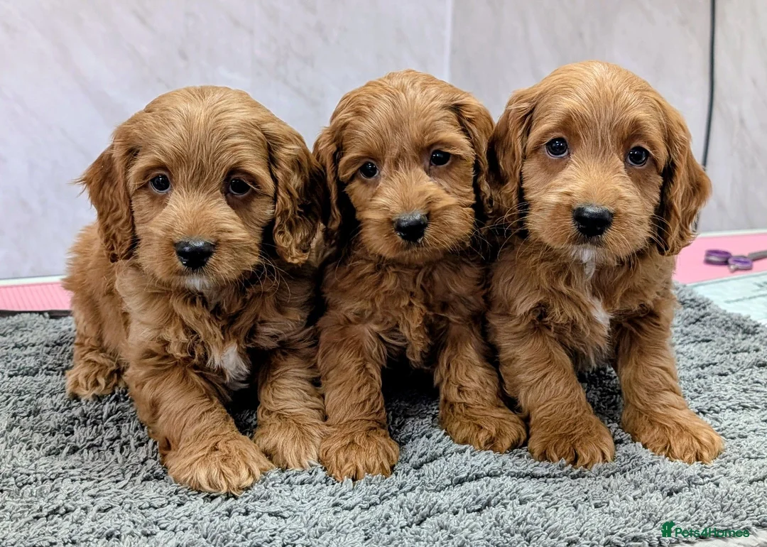 Cockapoo dogs for sale: Licensed breeder, health tested F1 cockapoo pups - Advert 1