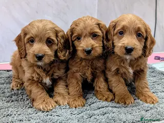 Cockapoo dogs Licensed breeder, health tested F1 cockapoo pups - Advert 2