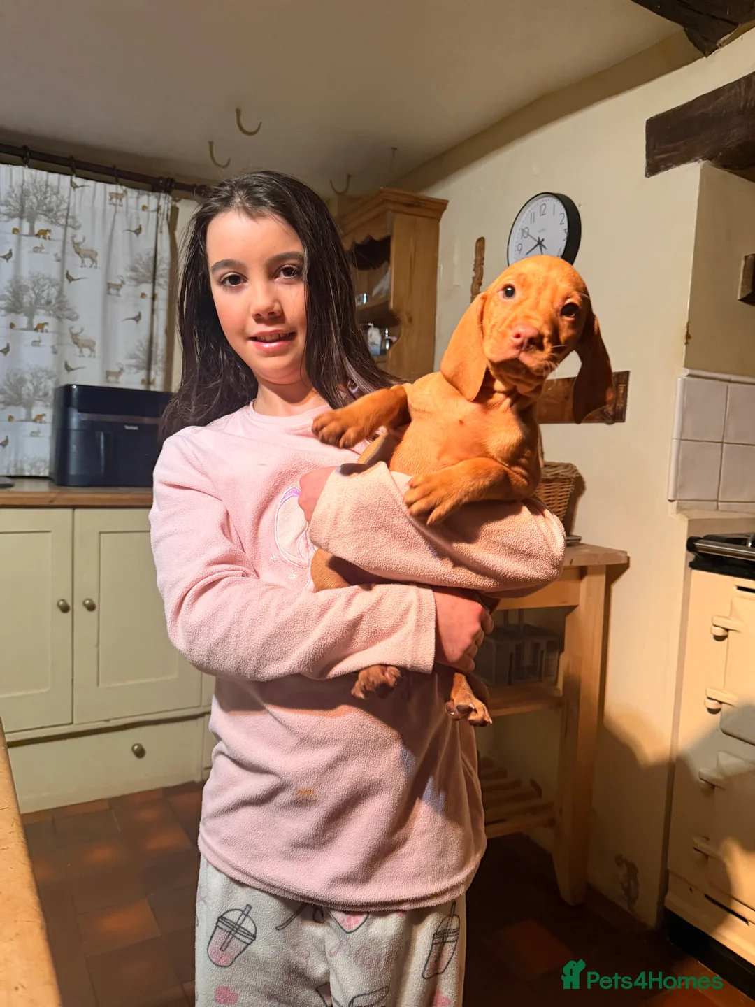 Hungarian Vizsla dogs for sale: *SHOW QUALITY PUPPY*CHAMPION BRED PUPPIES - Advert 2