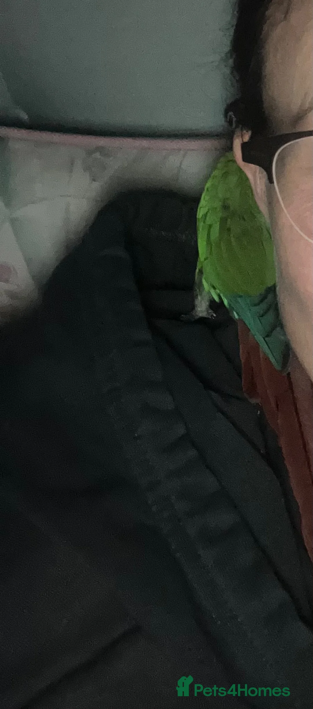 Conures birds for sale: Trevor the green cheeked conure hand reared + cage - Advert 2
