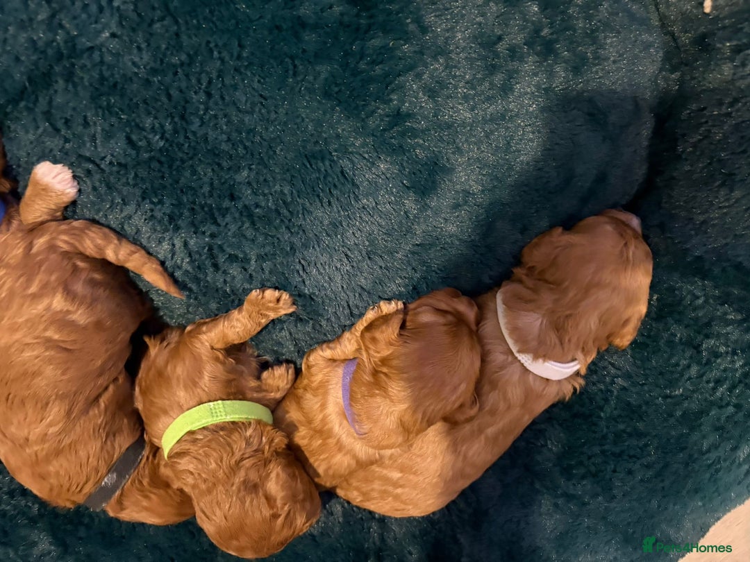 Cavapoo dogs for sale: Gorgeous and adorable F1b toy cavapoo puppies  - Image 3