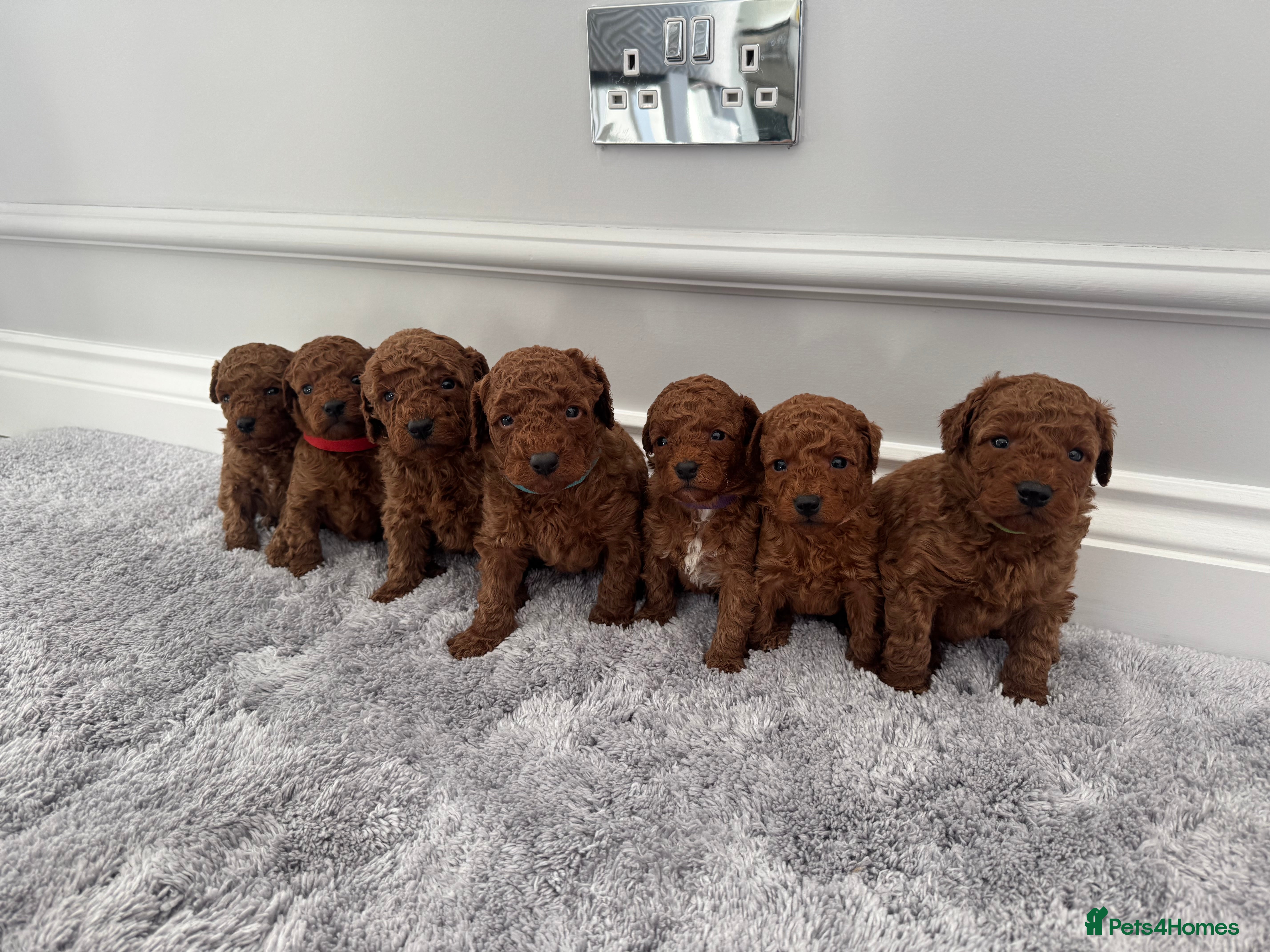 Cockapoo dogs ✨ Stunning F1b Cockerpoo Puppies Available ✨ - Advert 5