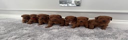 Cockapoo dogs for sale: ✨ Stunning F1b Cockerpoo Puppies Available ✨ - Advert 1